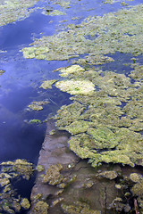 Image showing Algae bloom in water