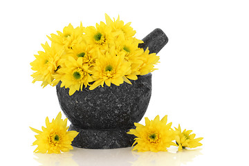 Image showing Chrysanthemum Flowers