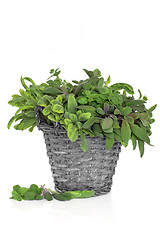 Image showing Sage and Oregano Herb Leaves