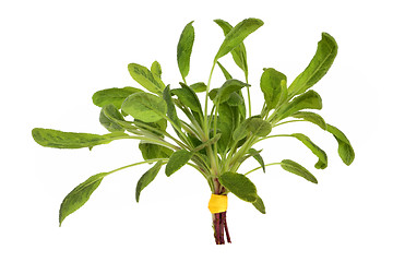 Image showing Sage Herb Leaf Posy