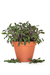 Image showing Purple Sage Herb Plant