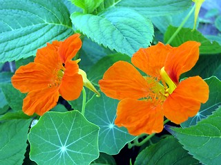 Image showing Two nasturtiums