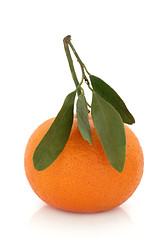 Image showing Tangerine Fruit with Leaf Sprig