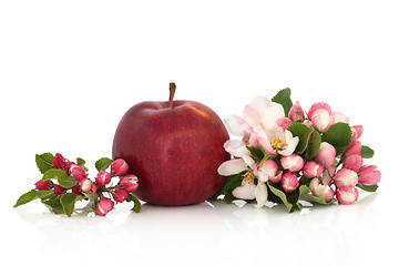 Image showing Red Apple and Flower Blossom