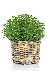 Image showing Oregano Herb Plant