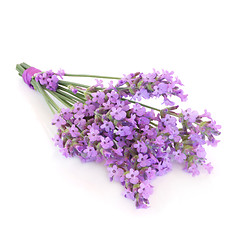 Image showing Lavender Herb Flower Posy