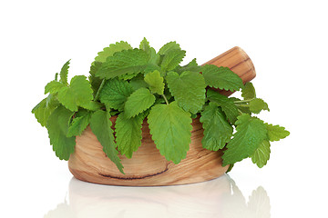 Image showing Lemon Balm Herb Leaves