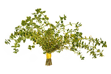 Image showing Thyme Herb Leaves