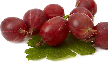 Image showing Berries of gooseberry