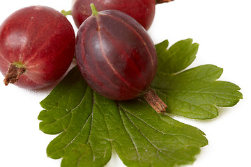 Image showing Berries of gooseberry