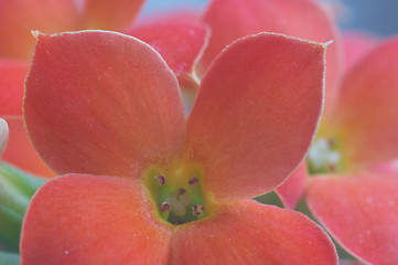 Image showing Red kalanchoe - extreme macro