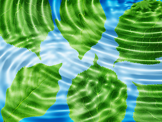 Image showing Green leaf under blue water