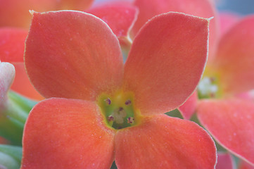 Image showing Red Kalanchoe - extreme macro