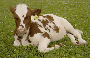 Image showing Calf