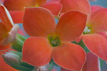 Image showing Red Kalanchoe - extreme macro