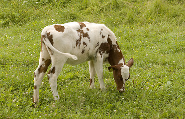 Image showing Calf