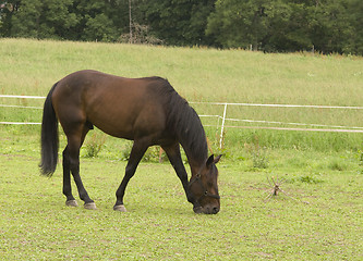 Image showing Horse