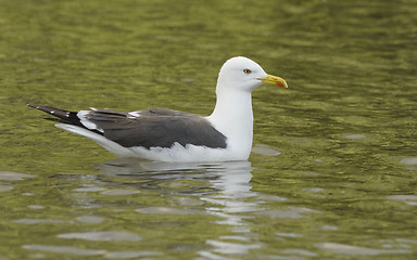 Image showing Seagull