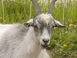 Image showing Goat