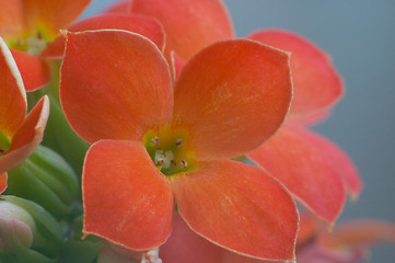 Image showing Red Kalanchoe - extreme macro