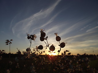 Image showing Flower in sunrise