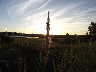 Image showing Corn 