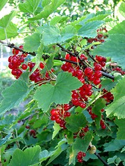 Image showing Red currants