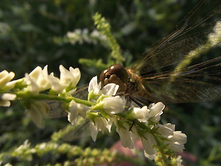 Image showing insects