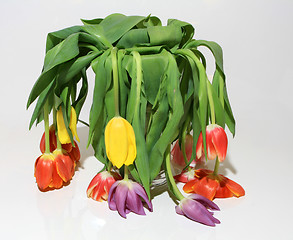 Image showing Tulips