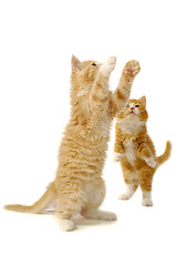 Image showing Playing kittens