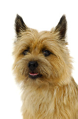 Image showing Cairn Terrier