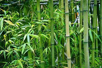 Image showing bamboo