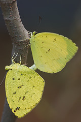 Image showing butterfly