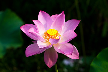 Image showing water lily