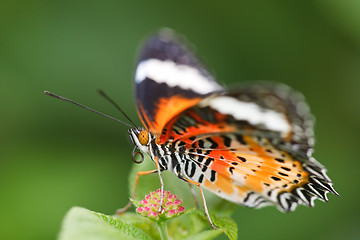 Image showing butterfly