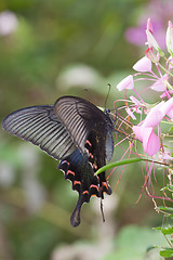 Image showing butterfly