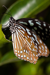 Image showing butterfly