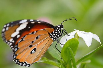 Image showing butterfly