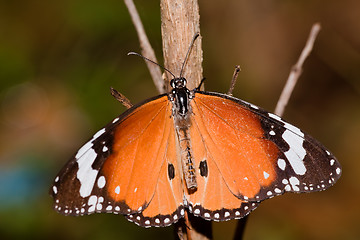 Image showing butterfly