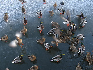 Image showing Hungry ducks
