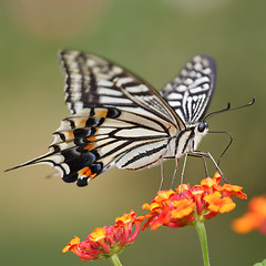 Image showing butterfly