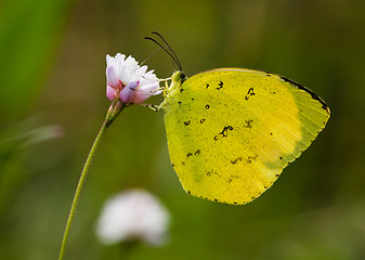 Image showing butterfly