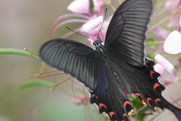 Image showing butterfly