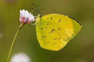 Image showing butterfly