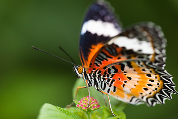 Image showing butterfly