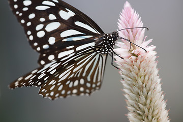 Image showing butterfly