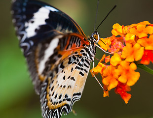 Image showing butterfly