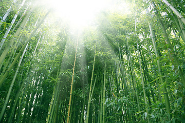 Image showing bamboo