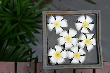 Image showing Decorative flowers floating in square dish of water