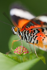 Image showing butterfly